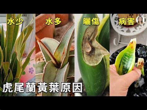 虎尾蘭枯萎|虎尾蘭葉子爛了怎麼辦，六原因使葉子發黃腐爛/附解。